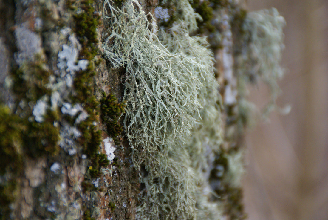 Usnea Barbata × GFF