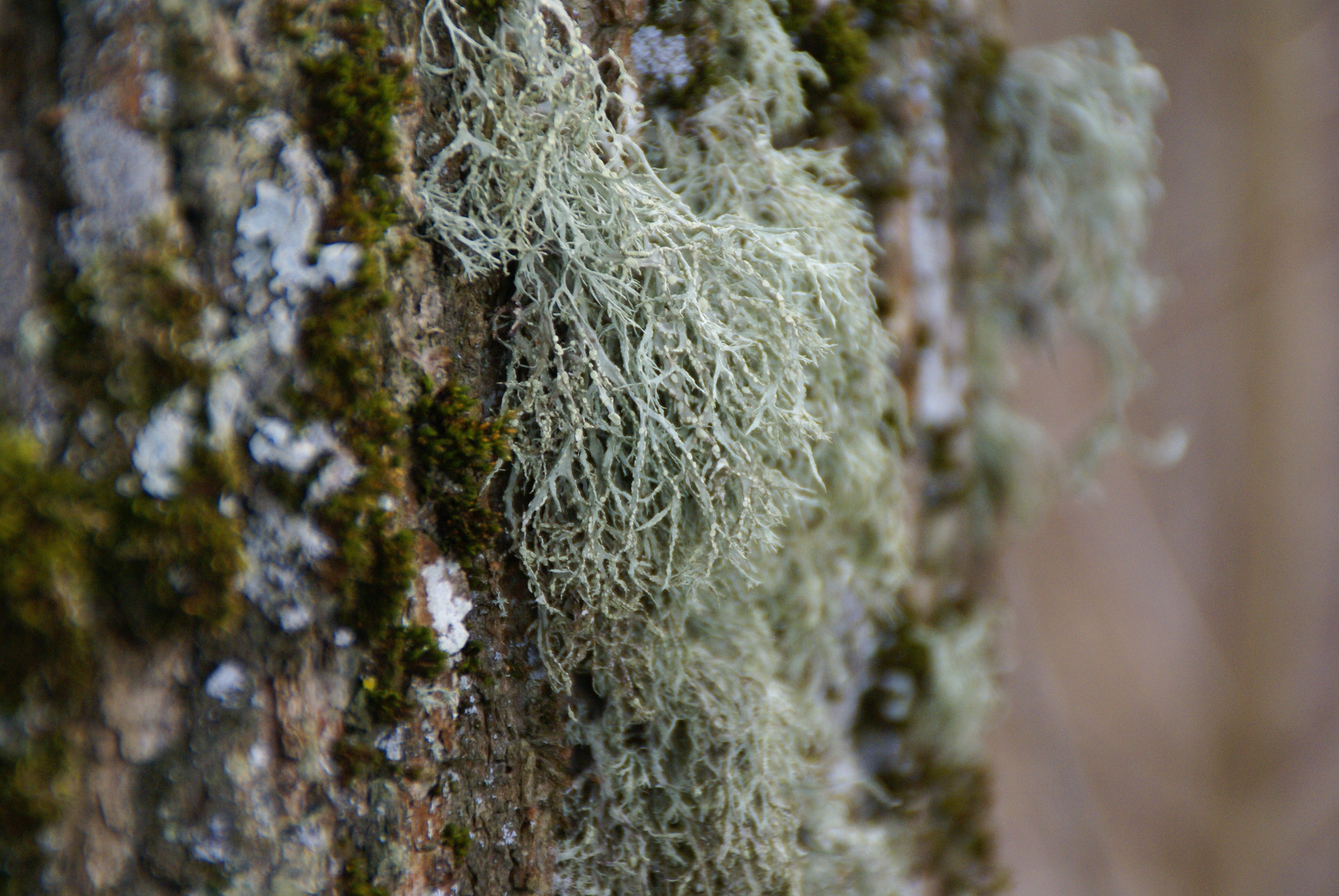 Usnea Barbata × GFF